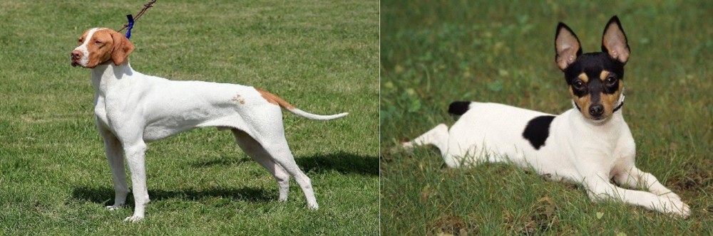 Toy Fox Terrier vs Braque Saint-Germain - Breed Comparison