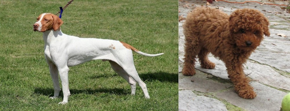 Toy Poodle vs Braque Saint-Germain - Breed Comparison