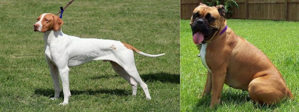 Valley Bulldog vs Braque Saint-Germain - Breed Comparison