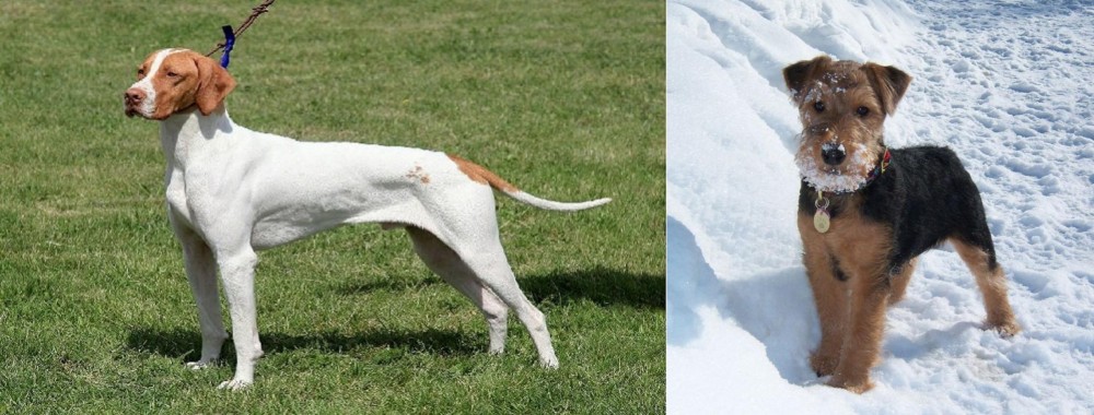 Welsh Terrier vs Braque Saint-Germain - Breed Comparison