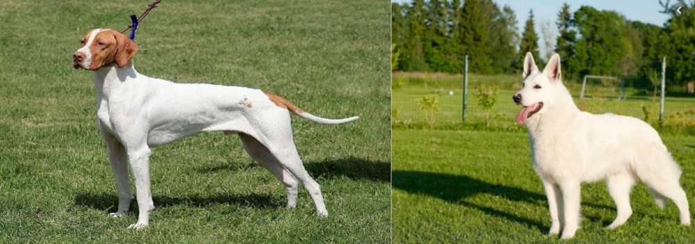White Shepherd vs Braque Saint-Germain - Breed Comparison