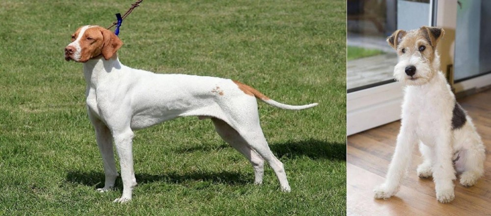 Wire Fox Terrier vs Braque Saint-Germain - Breed Comparison