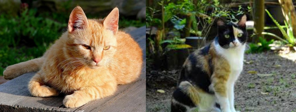 Calico vs Brazilian Shorthair - Breed Comparison