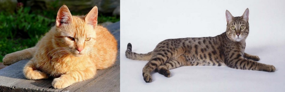 California Spangled Cat vs Brazilian Shorthair - Breed Comparison