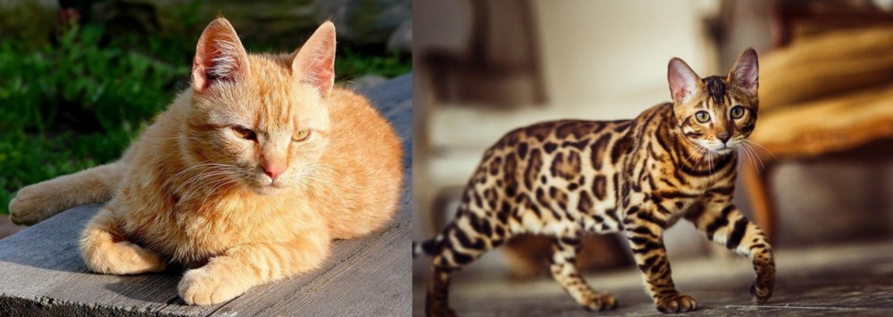 Cheetoh vs Brazilian Shorthair - Breed Comparison