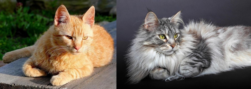 Domestic Longhaired Cat vs Brazilian Shorthair - Breed Comparison