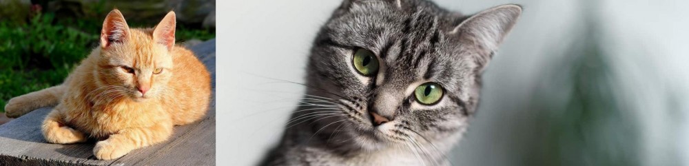 Domestic Shorthaired Cat vs Brazilian Shorthair - Breed Comparison