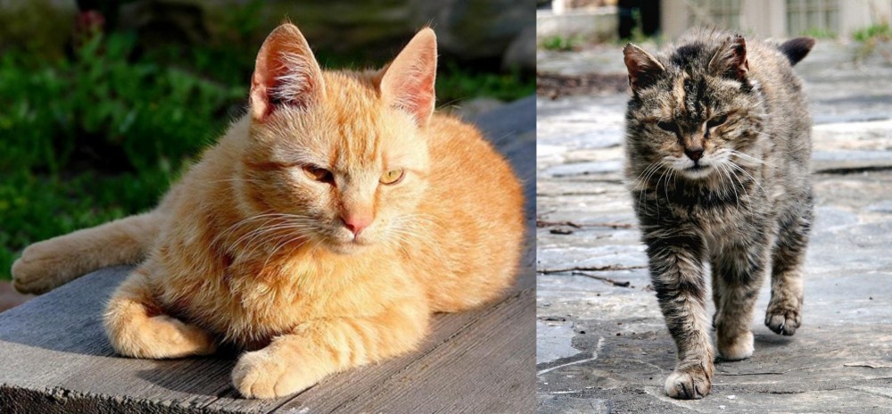 Farm Cat vs Brazilian Shorthair - Breed Comparison