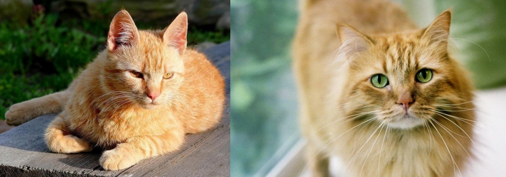 Ginger Tabby vs Brazilian Shorthair - Breed Comparison