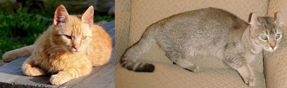 Jaguarundi Curl vs Brazilian Shorthair - Breed Comparison