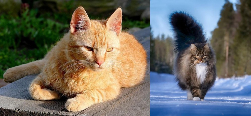 Norwegian Forest Cat vs Brazilian Shorthair - Breed Comparison