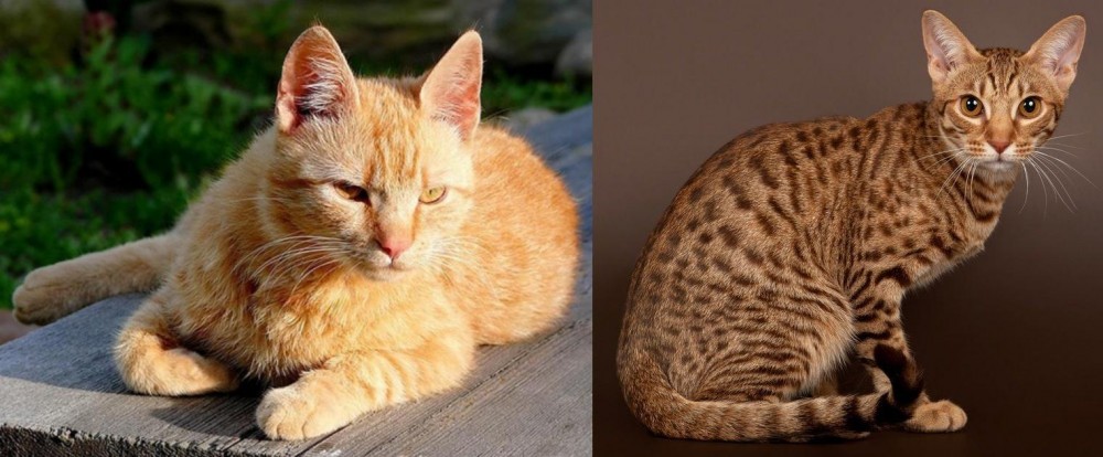 Ocicat vs Brazilian Shorthair - Breed Comparison