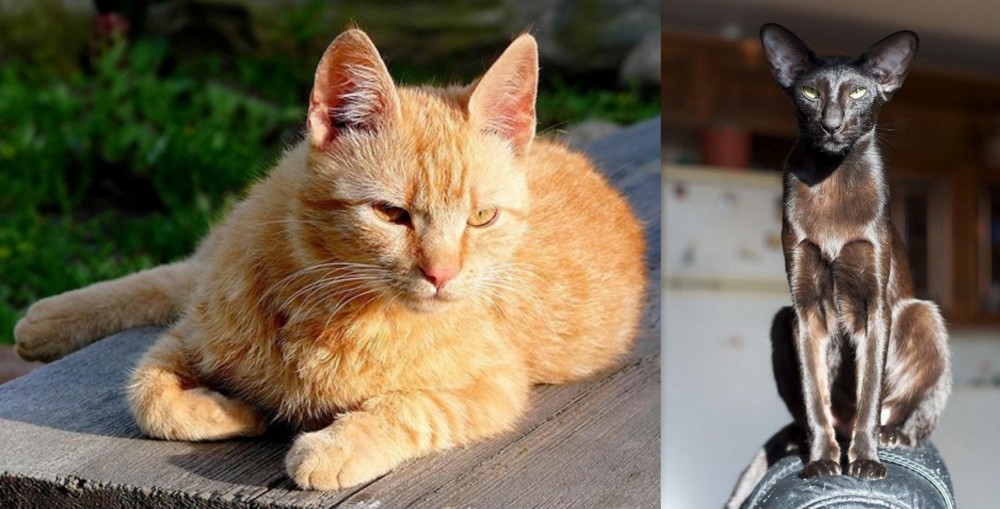 Oriental Shorthair vs Brazilian Shorthair - Breed Comparison