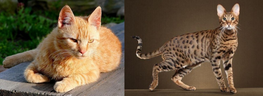 Savannah vs Brazilian Shorthair - Breed Comparison