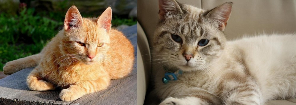 Siamese/Tabby vs Brazilian Shorthair - Breed Comparison