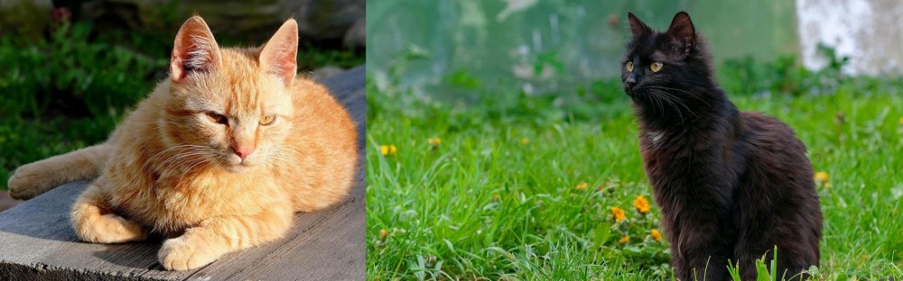 York Chocolate Cat vs Brazilian Shorthair - Breed Comparison