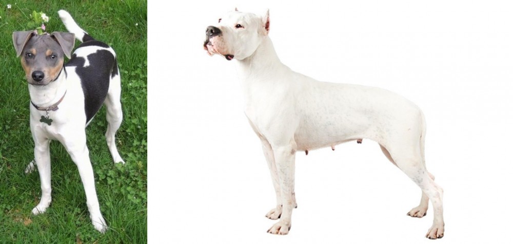 Argentine Dogo vs Brazilian Terrier - Breed Comparison