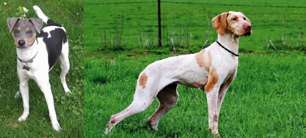 Ariege Pointer vs Brazilian Terrier - Breed Comparison