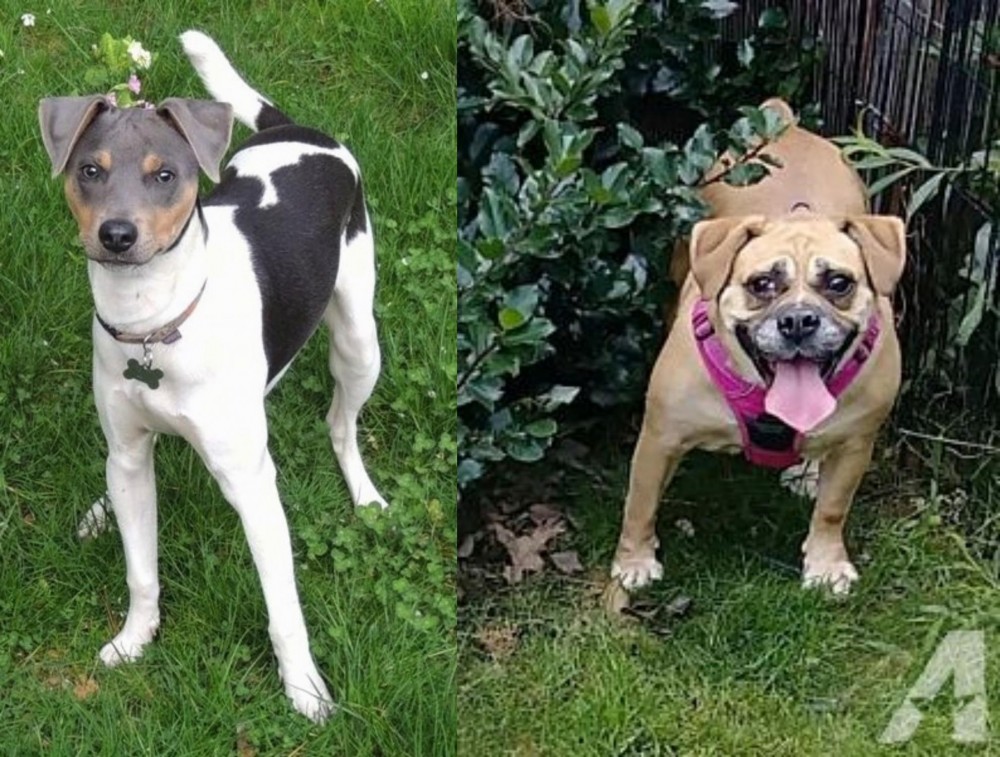 Beabull vs Brazilian Terrier - Breed Comparison
