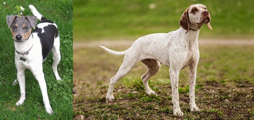 Braque du Bourbonnais vs Brazilian Terrier - Breed Comparison