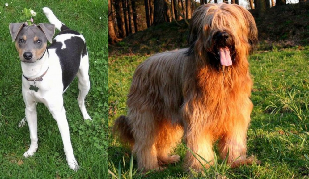 Briard vs Brazilian Terrier - Breed Comparison