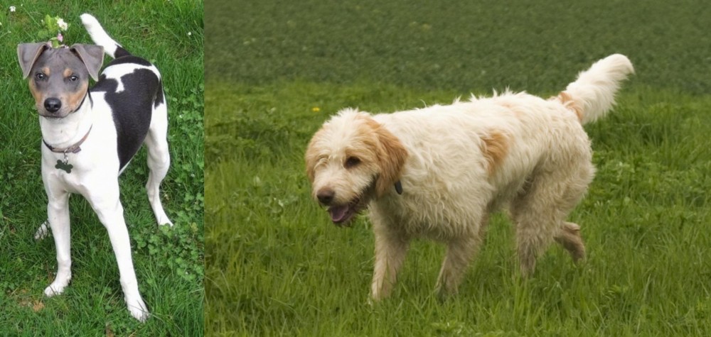 Briquet Griffon Vendeen vs Brazilian Terrier - Breed Comparison