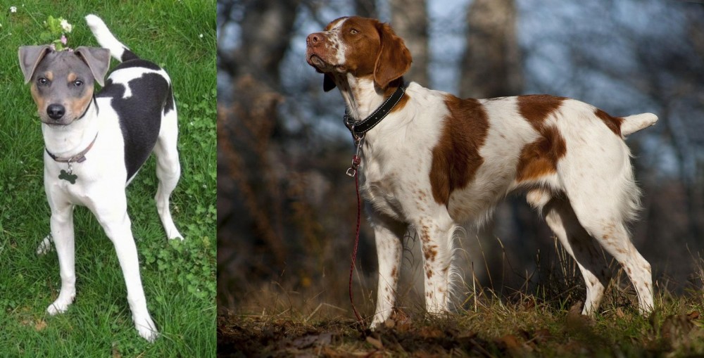Brittany vs Brazilian Terrier - Breed Comparison