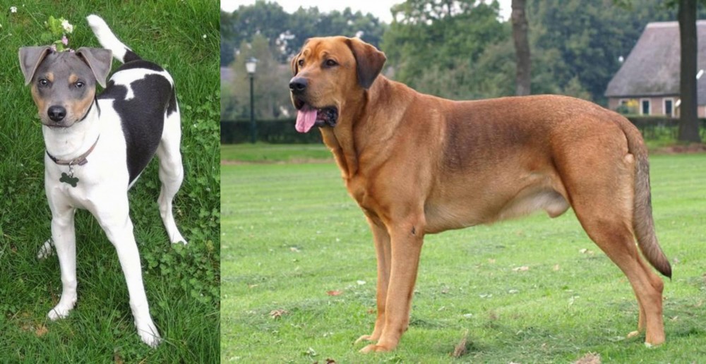 Broholmer vs Brazilian Terrier - Breed Comparison