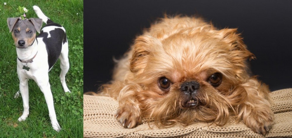 Brug vs Brazilian Terrier - Breed Comparison