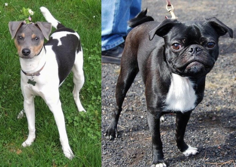 Bugg vs Brazilian Terrier - Breed Comparison
