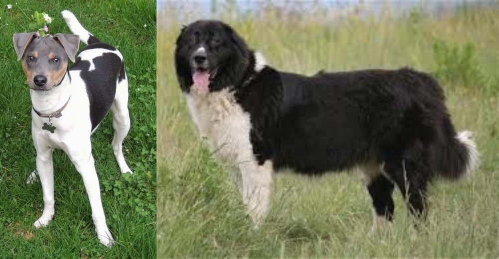 Bulgarian Shepherd vs Brazilian Terrier - Breed Comparison