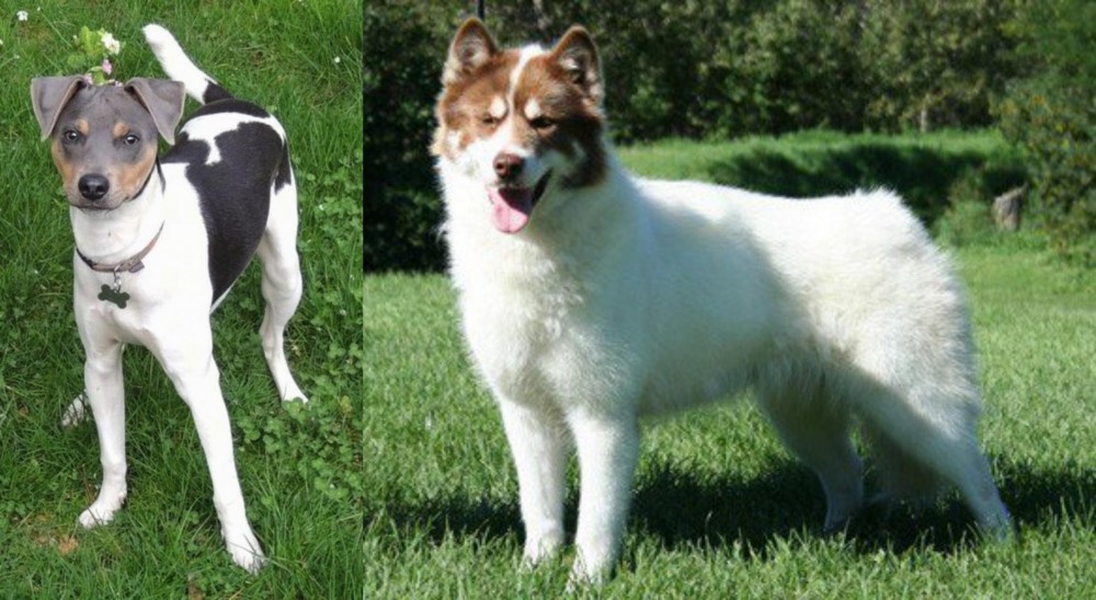 Canadian Eskimo Dog vs Brazilian Terrier - Breed Comparison