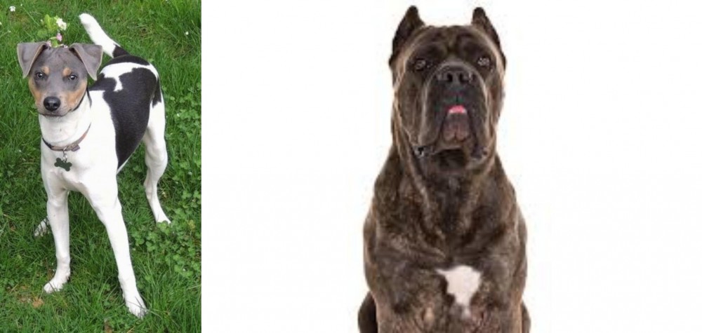 Cane Corso vs Brazilian Terrier - Breed Comparison