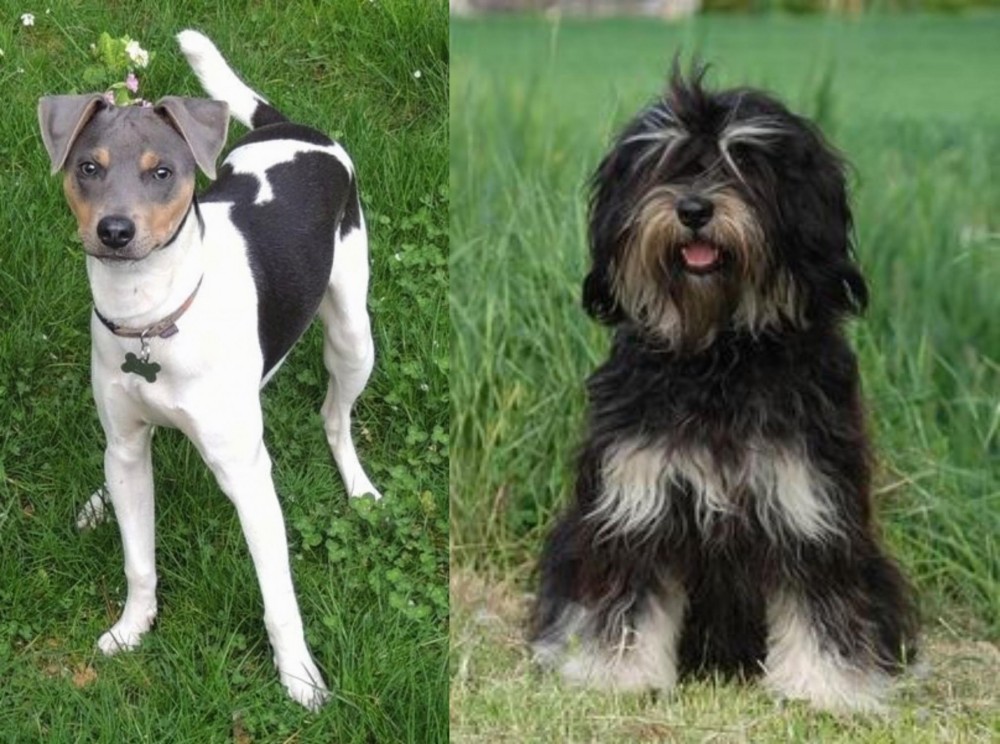 Cao da Serra de Aires vs Brazilian Terrier - Breed Comparison