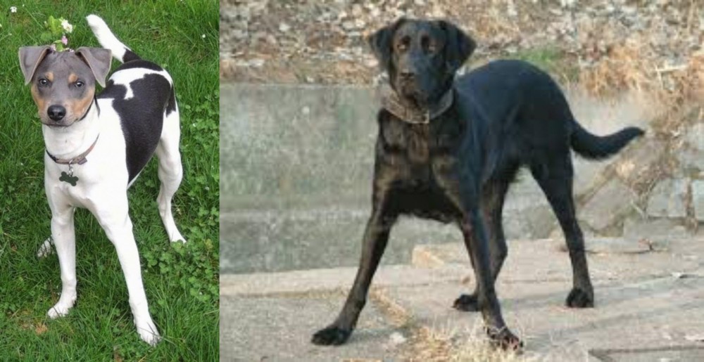 Cao de Castro Laboreiro vs Brazilian Terrier - Breed Comparison