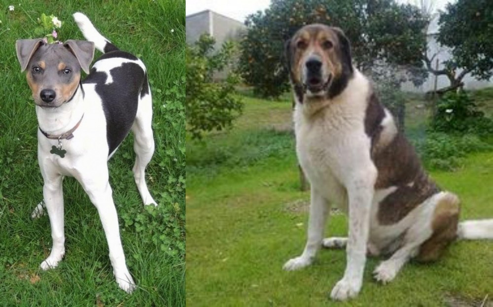 Cao de Gado Transmontano vs Brazilian Terrier - Breed Comparison