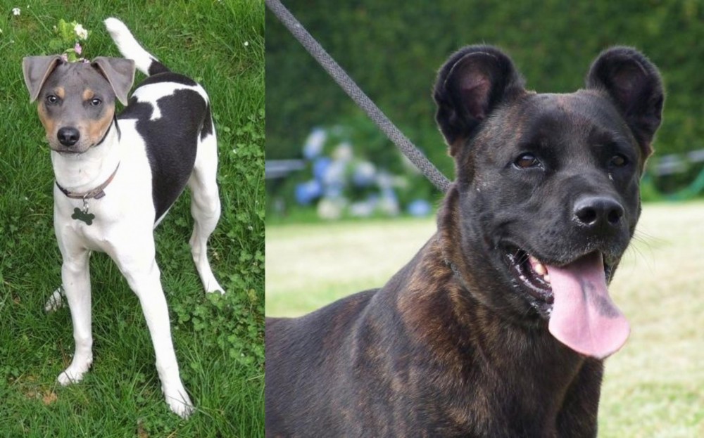 Cao Fila de Sao Miguel vs Brazilian Terrier - Breed Comparison