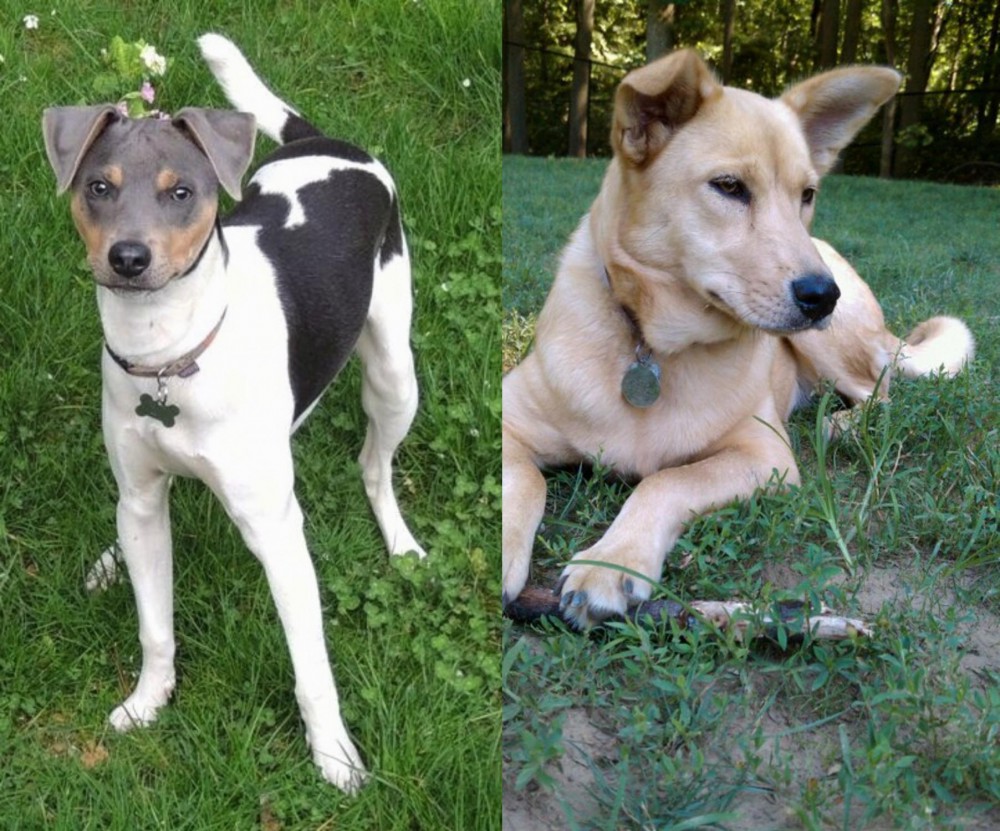 Carolina Dog vs Brazilian Terrier - Breed Comparison