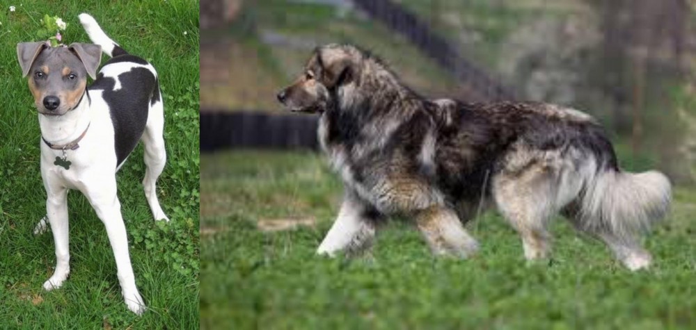 Carpatin vs Brazilian Terrier - Breed Comparison