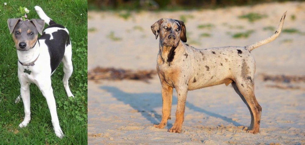 Catahoula Cur vs Brazilian Terrier - Breed Comparison