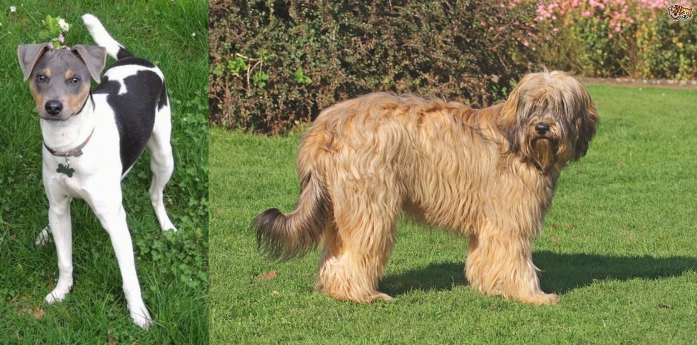 Catalan Sheepdog vs Brazilian Terrier - Breed Comparison