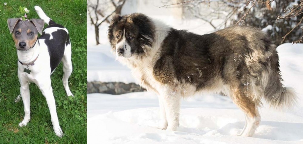 Caucasian Shepherd vs Brazilian Terrier - Breed Comparison