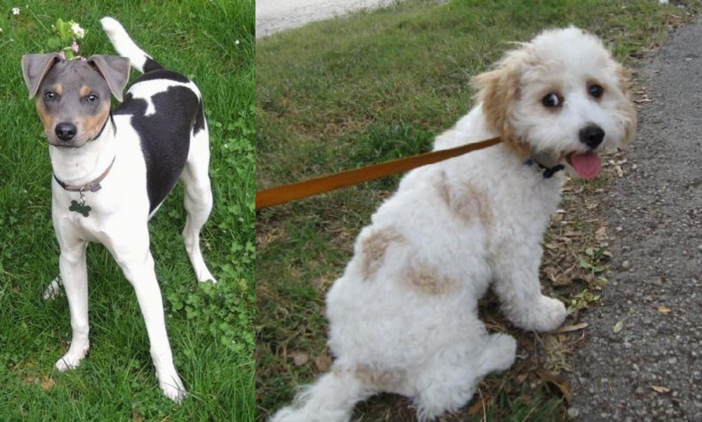 Cavachon vs Brazilian Terrier - Breed Comparison