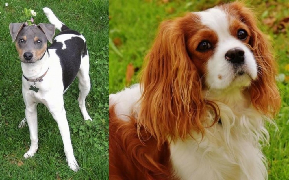 Cavalier King Charles Spaniel vs Brazilian Terrier - Breed Comparison