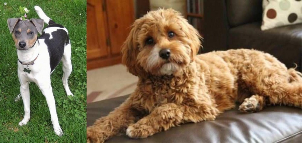 Cavapoo vs Brazilian Terrier - Breed Comparison