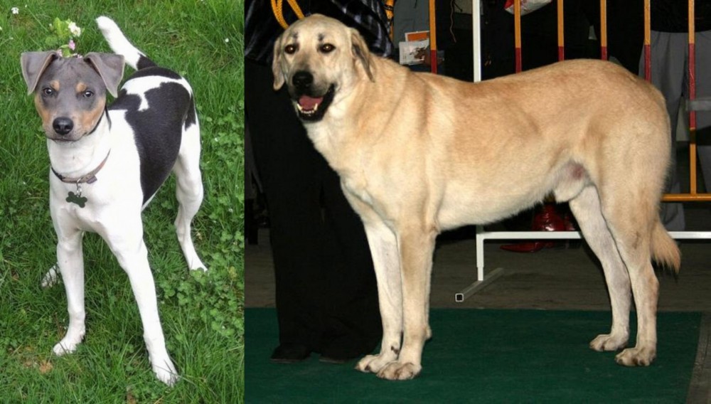 Central Anatolian Shepherd vs Brazilian Terrier - Breed Comparison