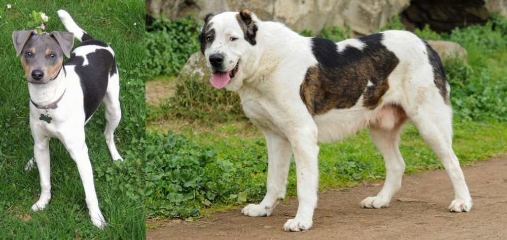 Central Asian Shepherd vs Brazilian Terrier - Breed Comparison