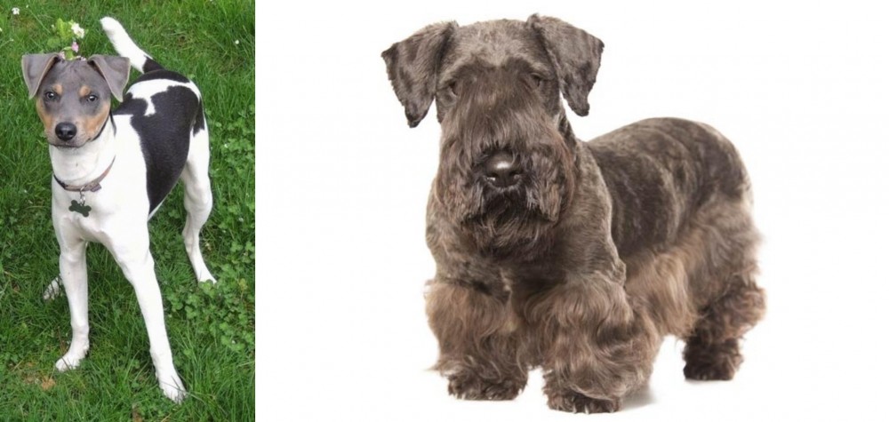 Cesky Terrier vs Brazilian Terrier - Breed Comparison