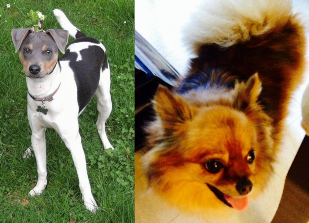 Chiapom vs Brazilian Terrier - Breed Comparison