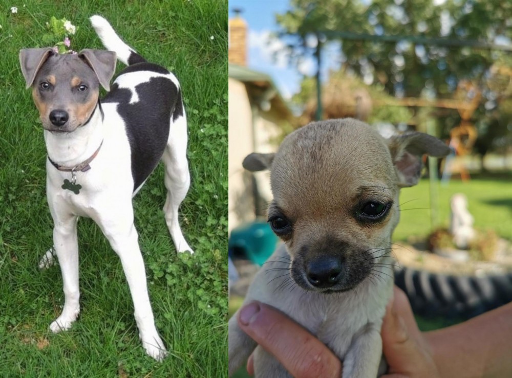 Chihuahua vs Brazilian Terrier - Breed Comparison